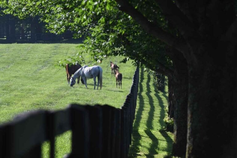 Gainsborough Farm Tour